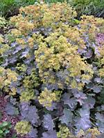 Alchemille vulgaire, Alchemilla vulgaris, (fam Rosacees) (Europe ouest & centre, Afr du nord) (1) (Photo F. Mrugala)